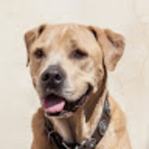 Meet your Posher, Alison